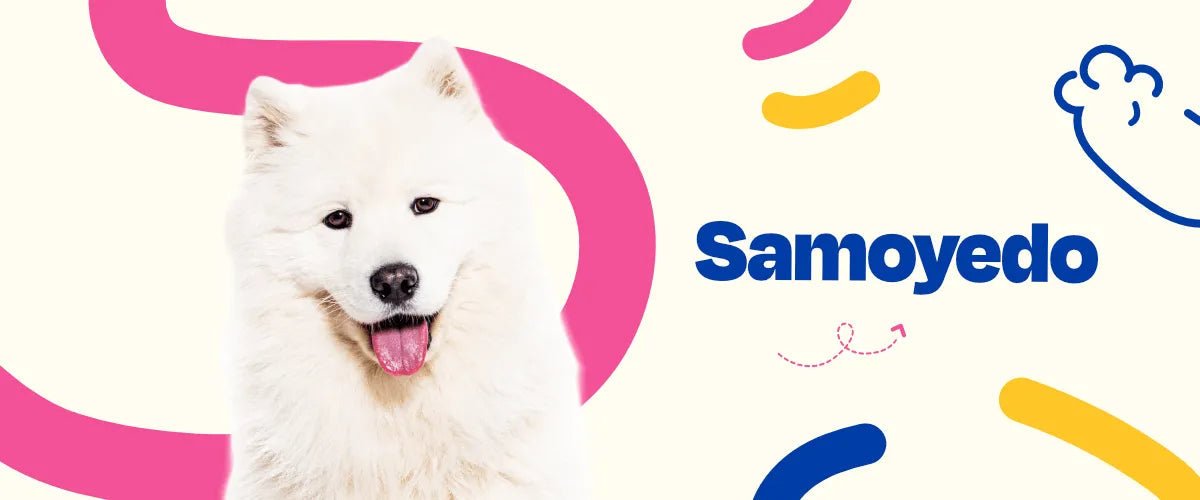 Samoyedo - Dogelthy