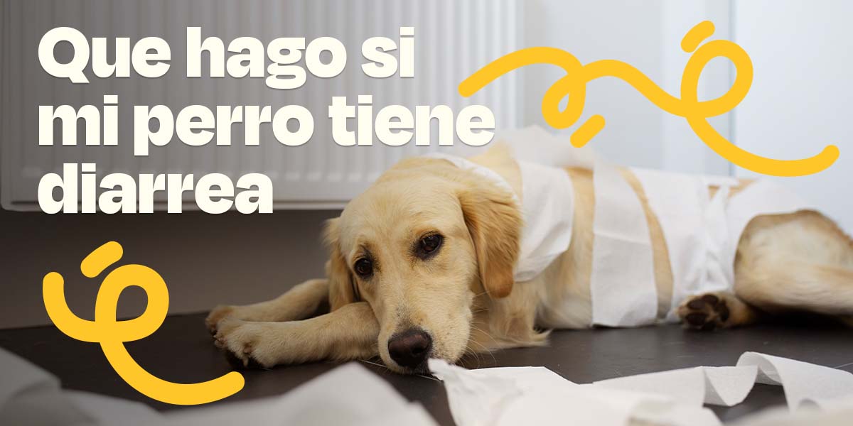 Qué Hacer si mi Perro Tiene Diarrea