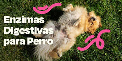 Enzimas Digestivas para Perro