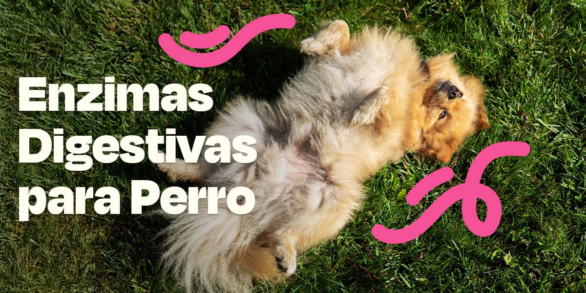 Enzimas Digestivas para Perro