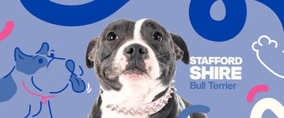 Staffordshire Bull Terrier - Dogelthy
