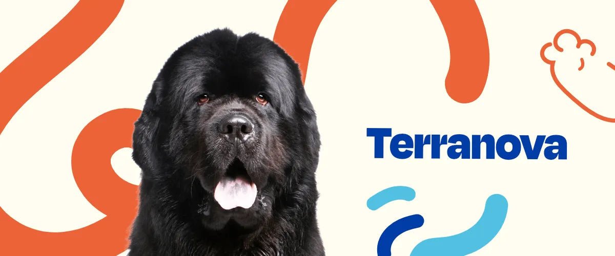 Terranova - Dogelthy
