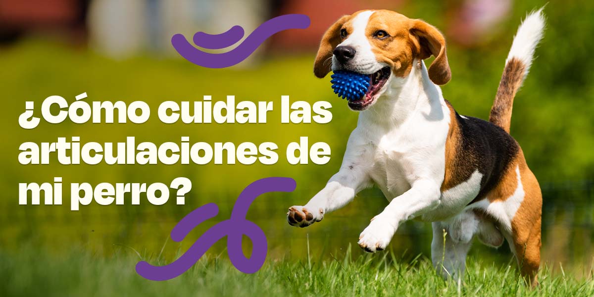 Cómo cuidar las articulaciones de mi perro