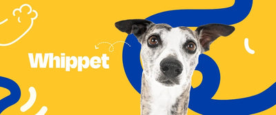 Whippet - Dogelthy