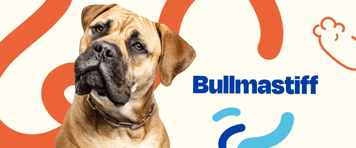 Bullmastiff - Dogelthy