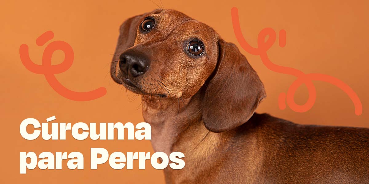 Cúrcuma para perros