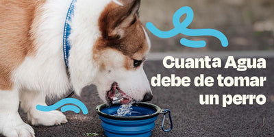 Cuánta Agua debe de tomar un perro
