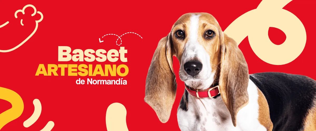 Basset Artesiano de Normandía - Dogelthy