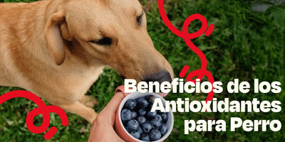 Beneficios de los Antioxidantes para Perro