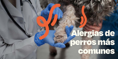 Alergias de Perros Más Comunes