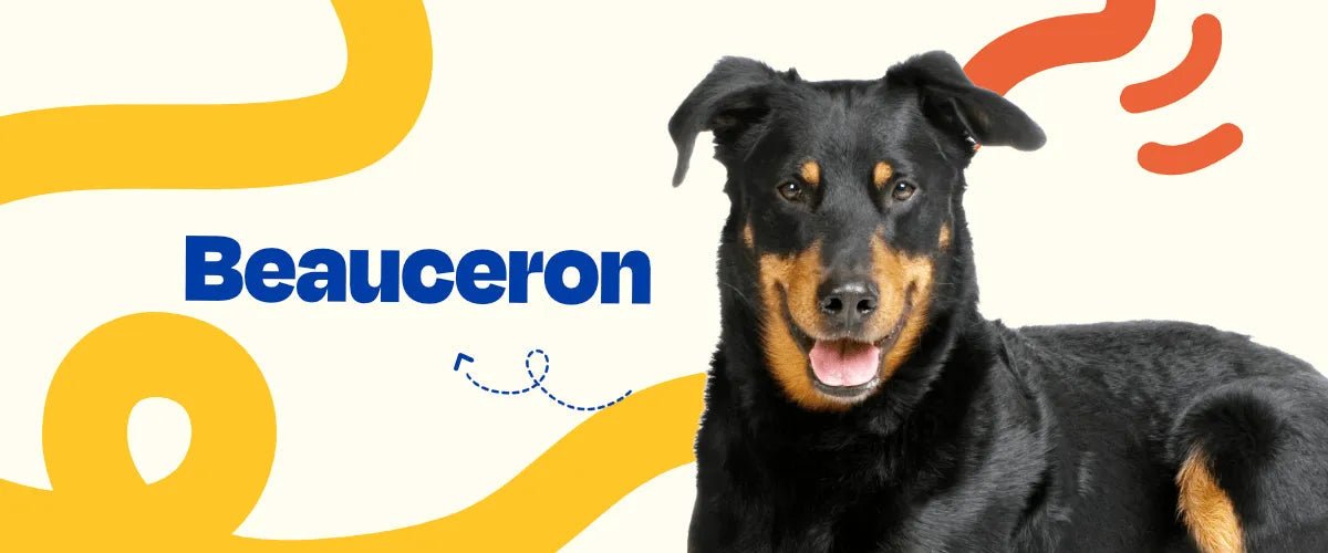 Beauceron - Dogelthy