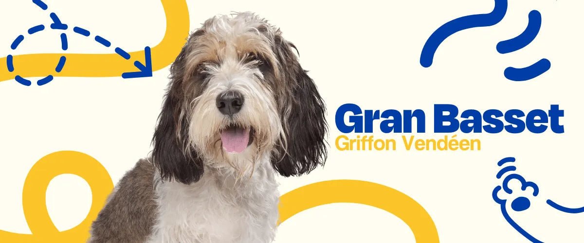 Gran Basset Griffon Vendéen - Dogelthy
