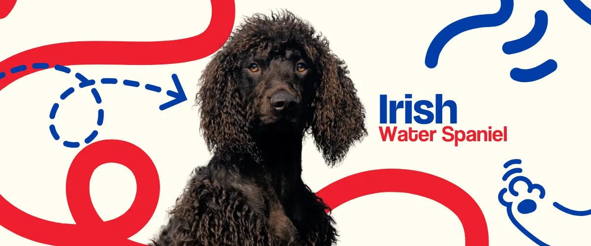 Irish Water Spaniel - Dogelthy