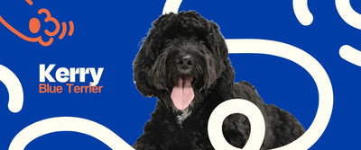 Kerry Blue Terrier - Dogelthy