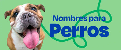 Banner para blog nombres para perros