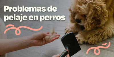 Problemas de Pelaje en Perros: Causas, Signos y Soluciones