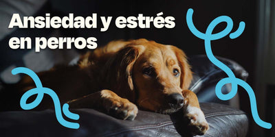 Ansiedad y estrés en perros