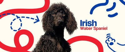 Irish Water Spaniel - Dogelthy