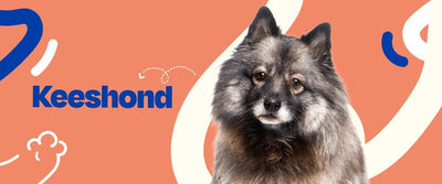 Keeshond - Dogelthy
