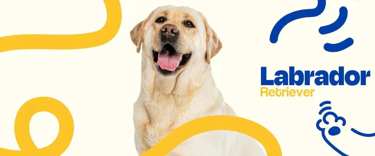 Labrador Retriever - Dogelthy