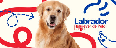 Labrador Retriever de Pelo Largo - Dogelthy