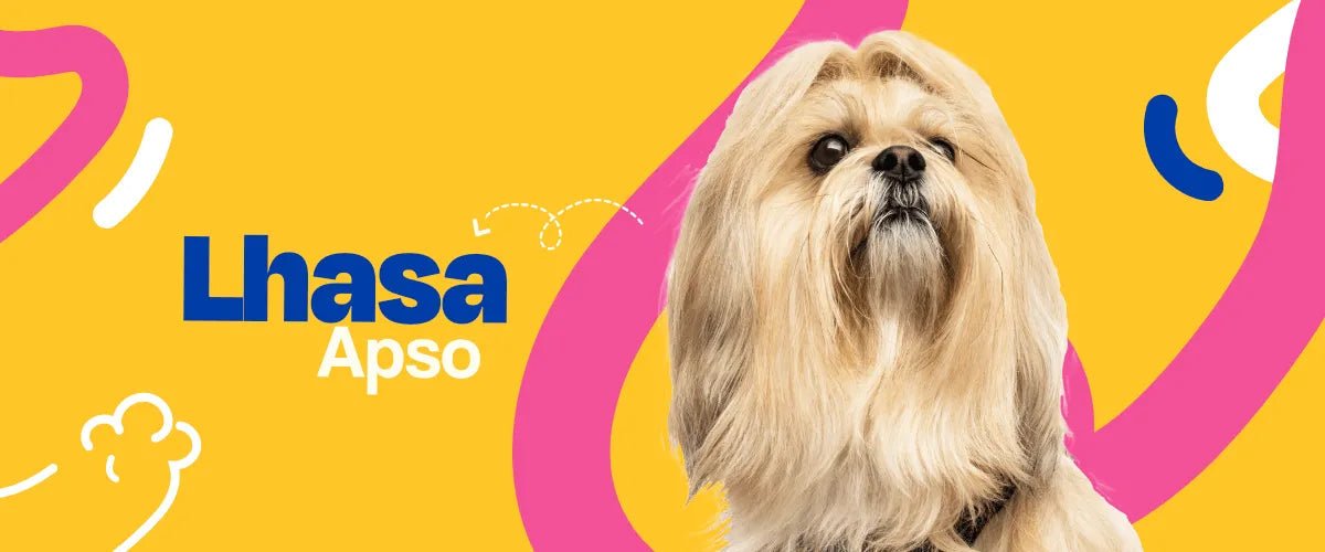 Lhasa Apso - Dogelthy