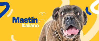 Mastin Italiano - Dogelthy