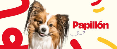 Papillón - Dogelthy