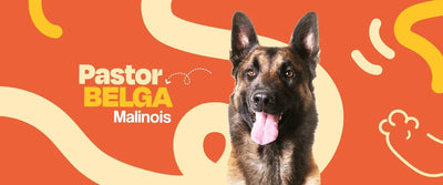 Pastor Belga Malinois - Dogelthy