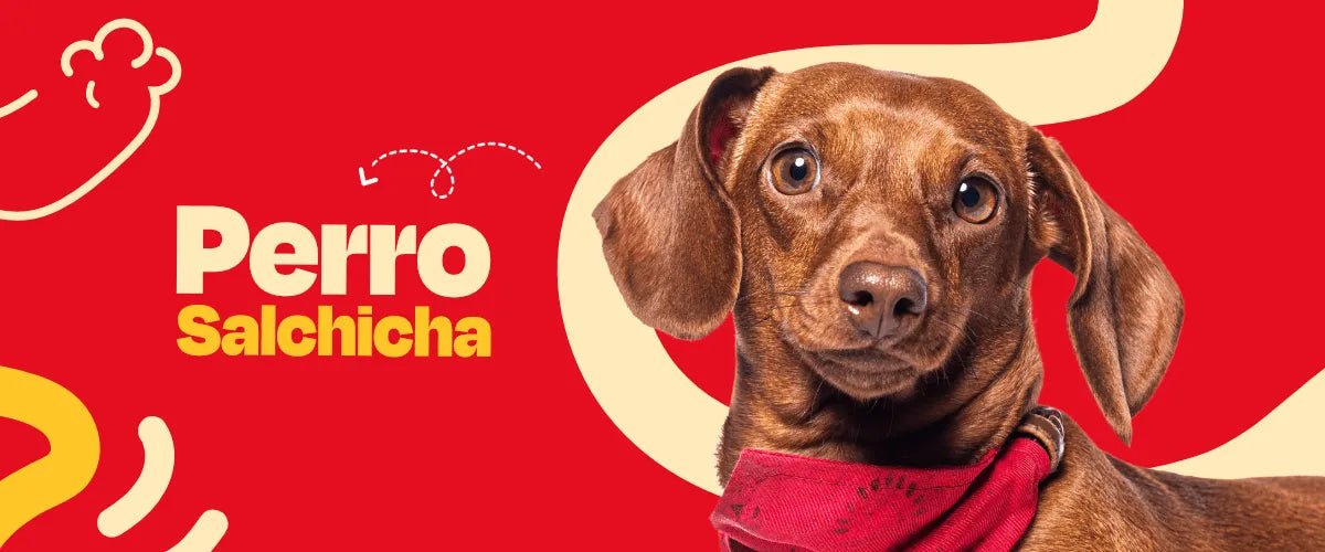 Perro Salchicha (Dachshund) - Dogelthy