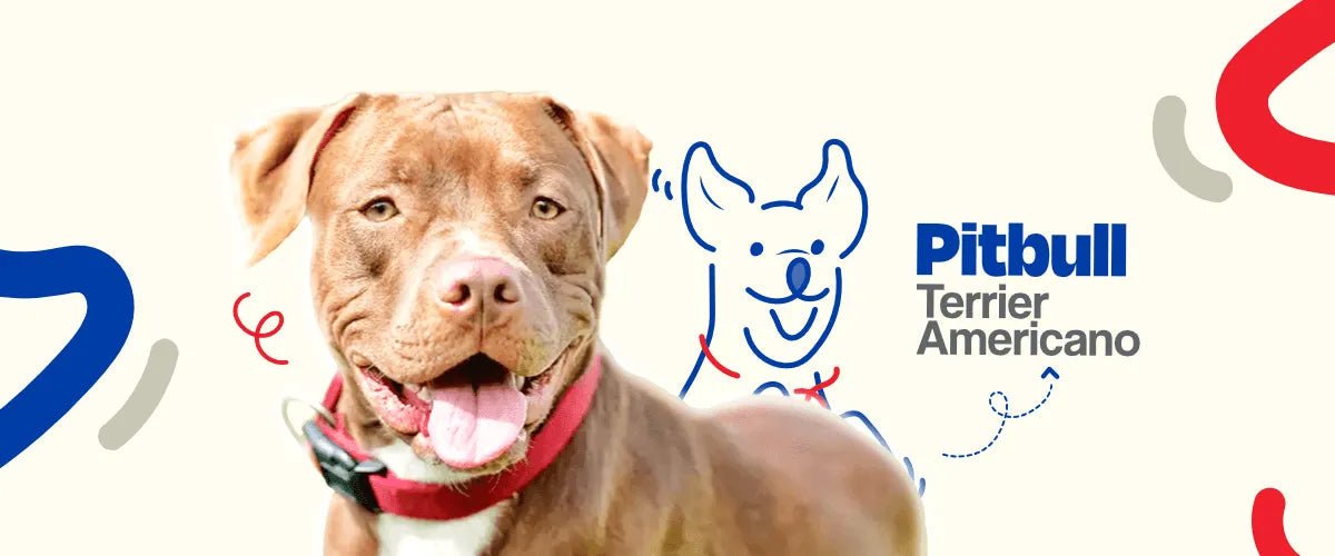 Pitbull Terrier Americano - Dogelthy