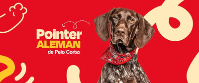 Pointer Alemán de Pelo Corto - Dogelthy