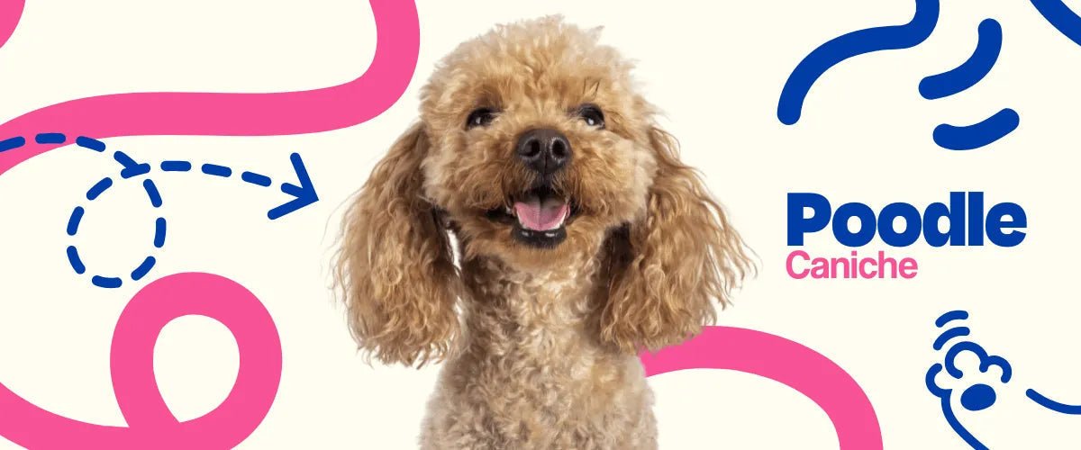Poodle - Dogelthy