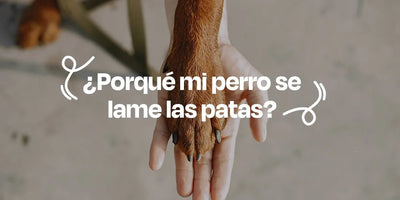 ¿Por qué mi perro se lame las patas? - Dogelthy
