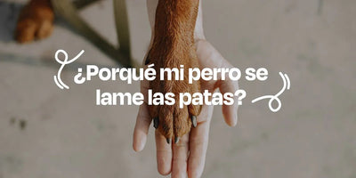 ¿Por qué mi perro se lame las patas? - Dogelthy