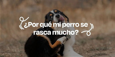 ¿Por qué mi perro se rasca mucho? - Dogelthy