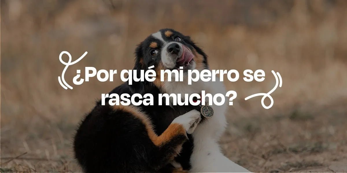 ¿Por qué mi perro se rasca mucho? – Dogelthy