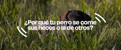 ¿Por qué mi perro come heces? Causas y soluciones para la coprofagia - Dogelthy
