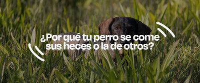 ¿Por qué mi perro come heces? Causas y soluciones para la coprofagia - Dogelthy