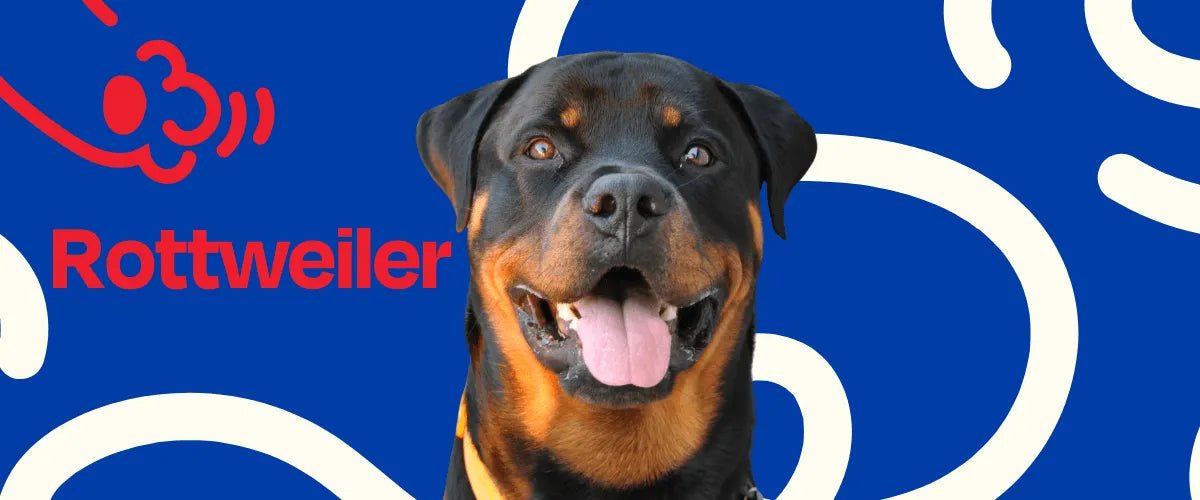 Rottweiler - Dogelthy