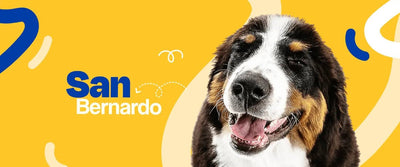 San Bernardo - Dogelthy