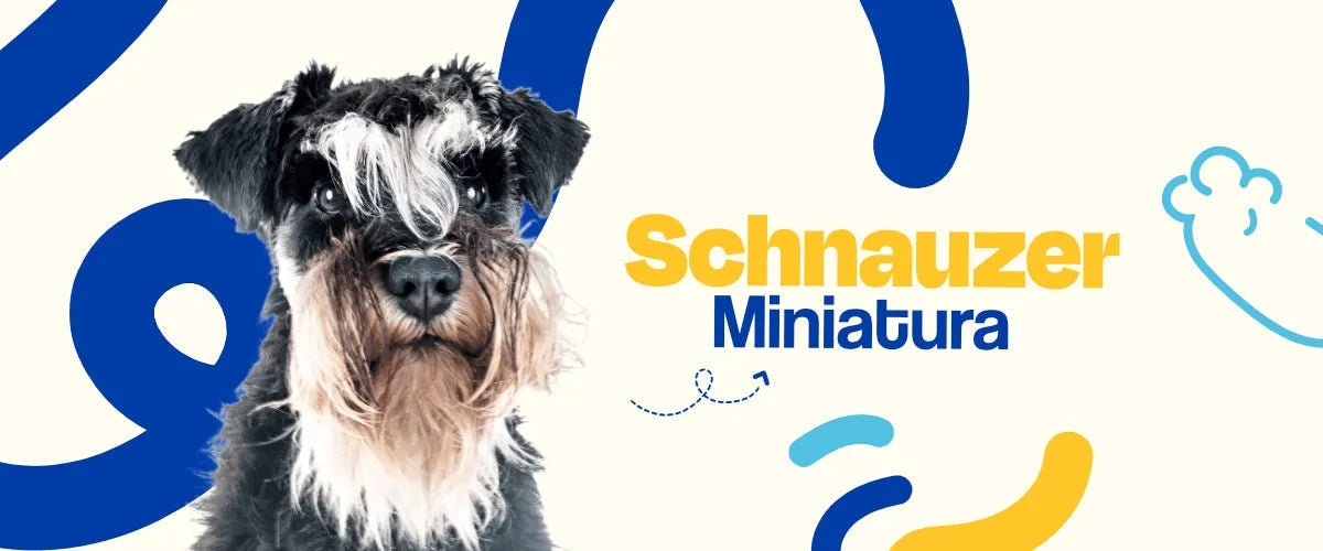 Schnauzer Miniatura - Dogelthy