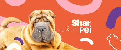 Shar Pei - Dogelthy