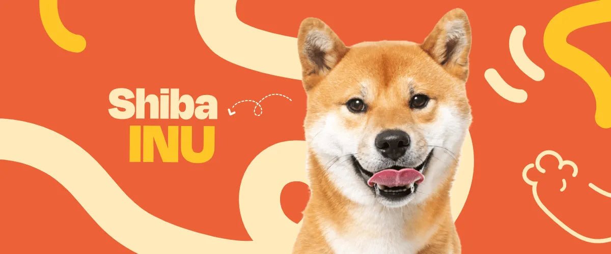Shiba inu - Dogelthy