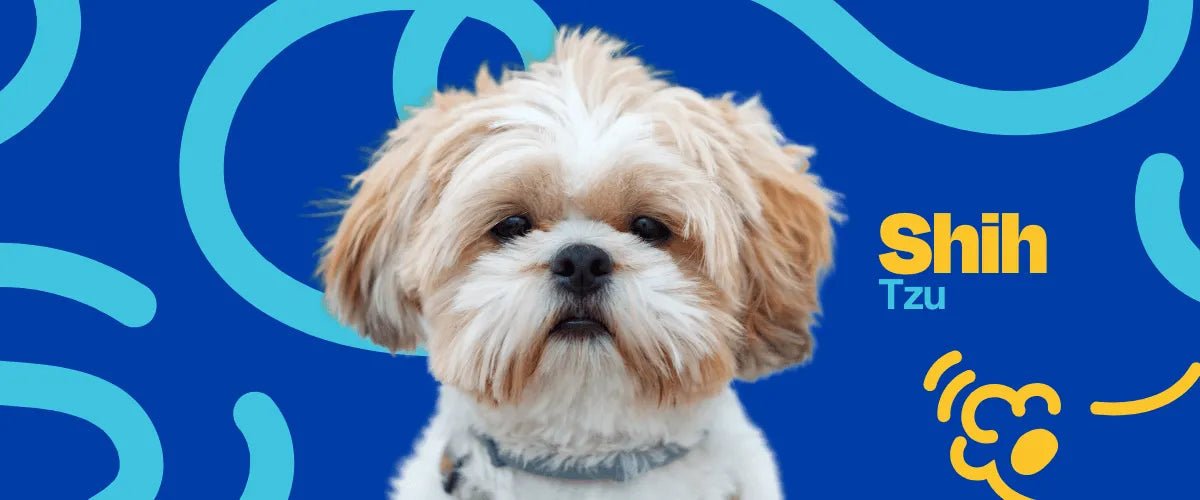 Shih Tzu - Dogelthy