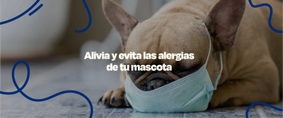 Suplemento para Alergias en Perros - Dogelthy