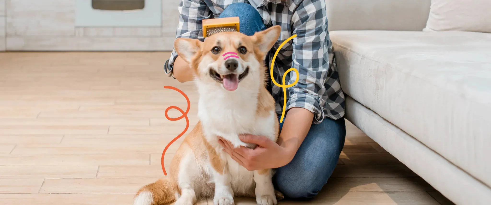 ¿Tu Perro no está comiendo? - Dogelthy