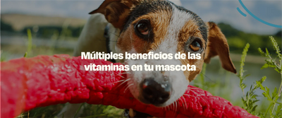 Beneficios de las Vitaminas para Perros - Dogelthy