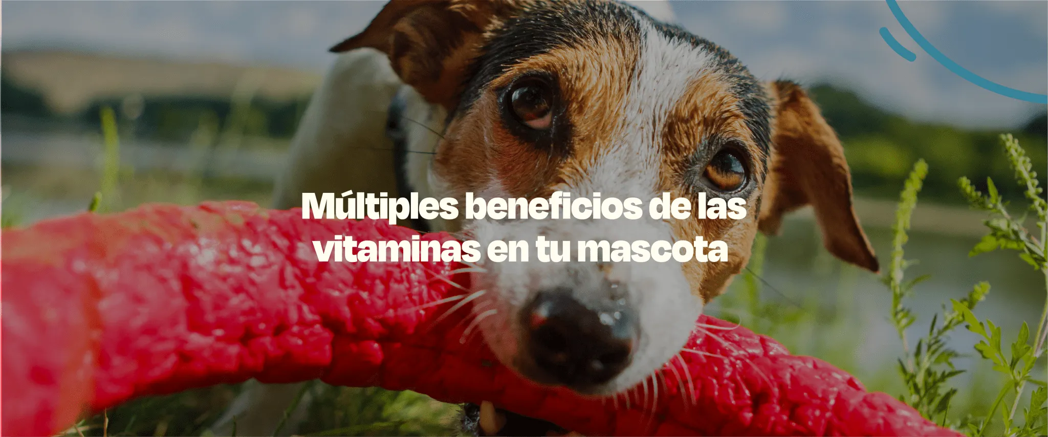 Beneficios de las Vitaminas para Perros - Dogelthy
