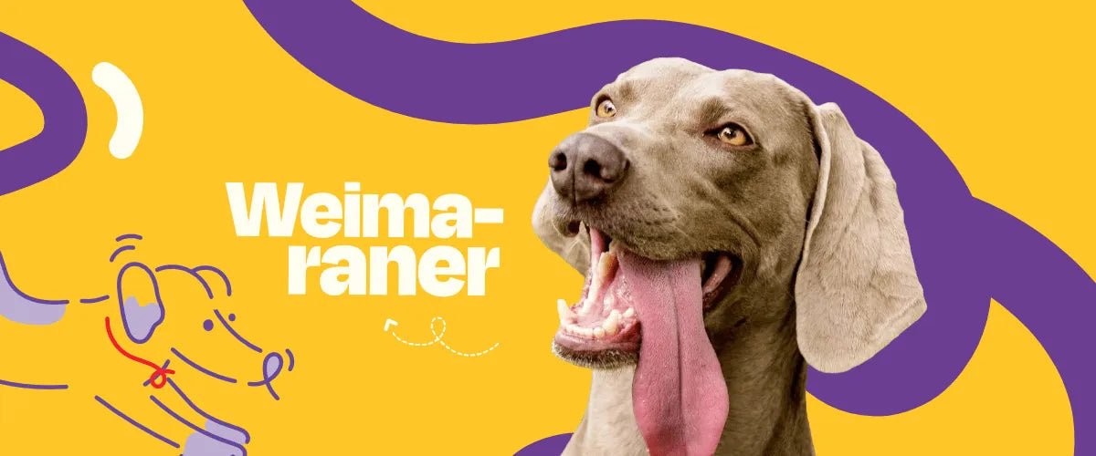 Weimaraner - Dogelthy